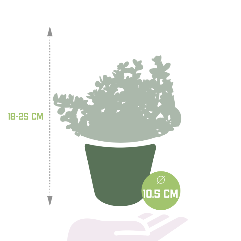 Portulacaria afra 'Variegata' im Dekotopf weiß 10,5 cm Ø