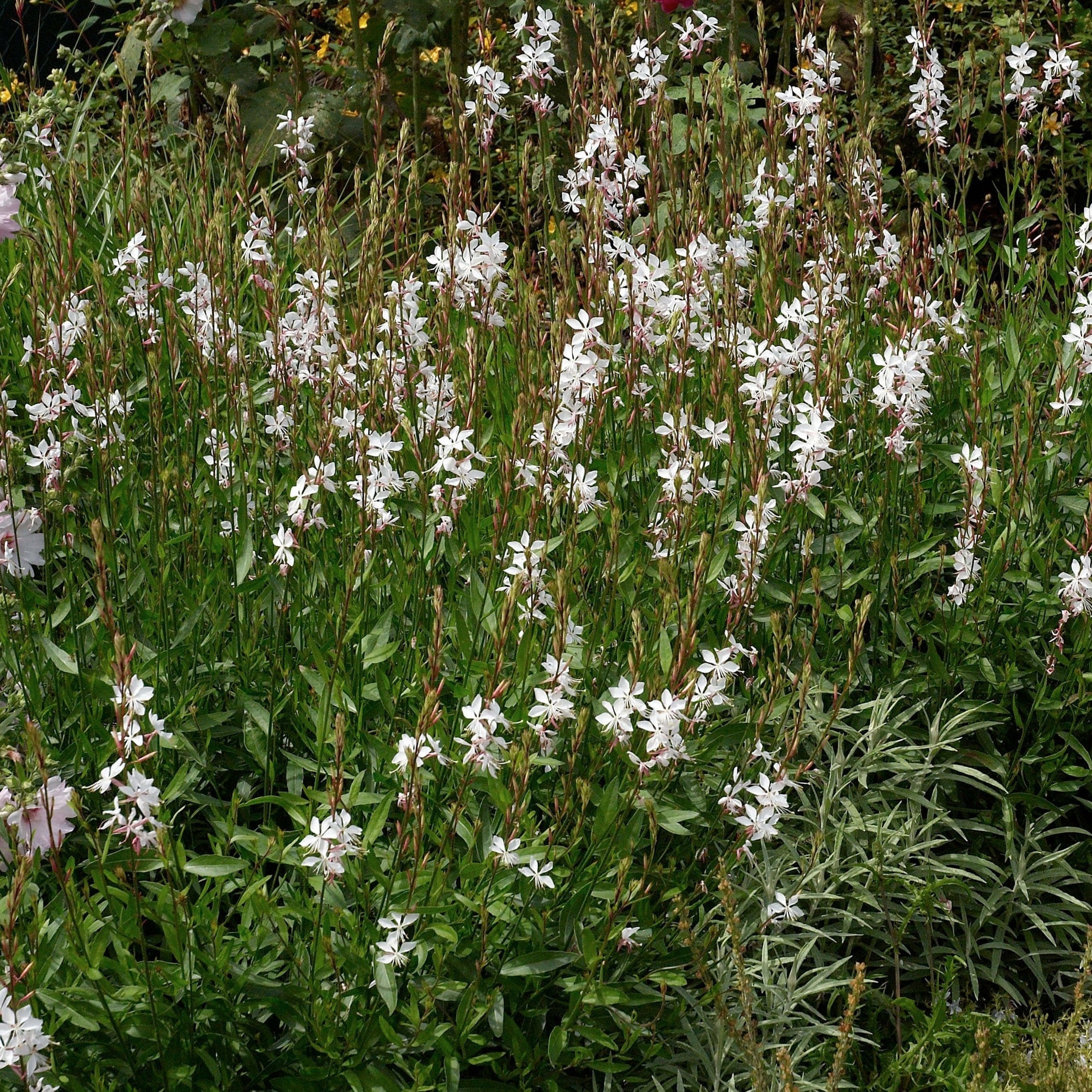 Prachtkerze kaufen | Gaura lindheimeri 'Whirling Butterflies'