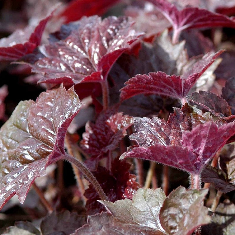 Purpurglöckchen kaufen | Heuchera americana 'Palace Purple'