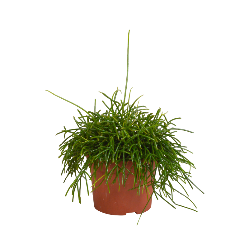 Rhipsalis baccifera 'Oasis' im Topf 12 cm Ø