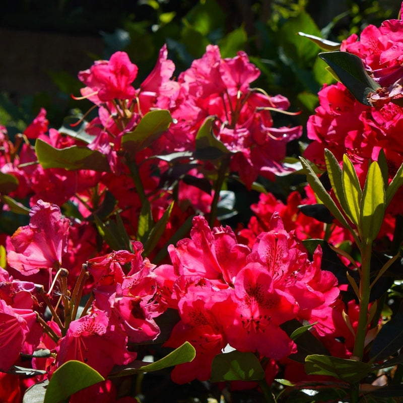 Rhododendron rot