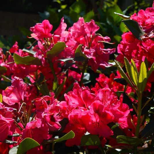 Rhododendron rot