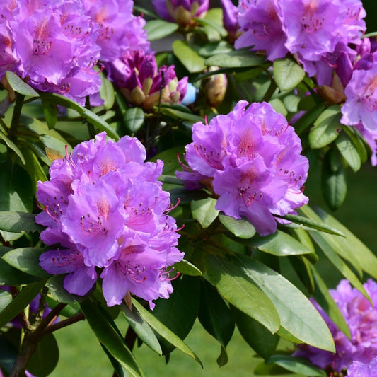 Rhododendron lila