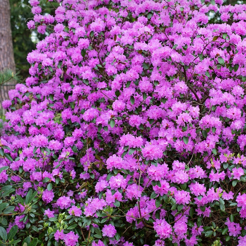 Rhododendron lila