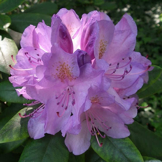 Rhododendron lila