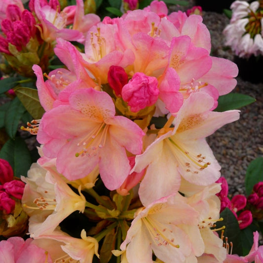 Rhododendron mehrfarbig