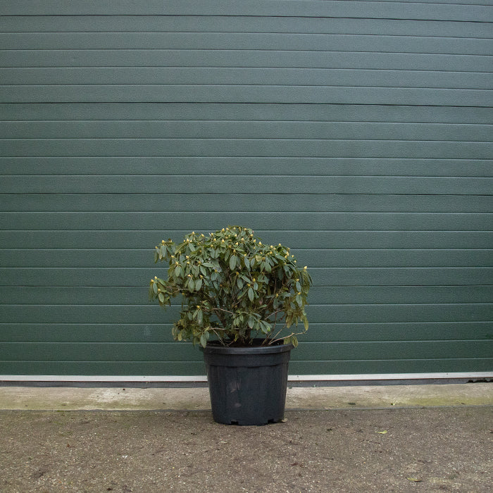 Rhododendron mehrfarbig