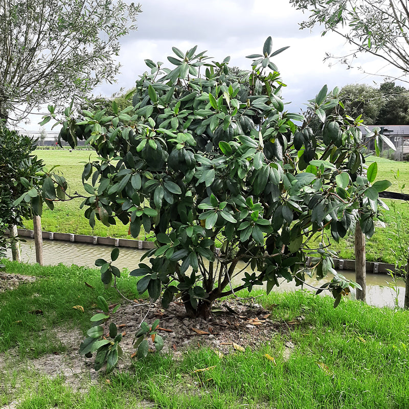 Rhododendron lila