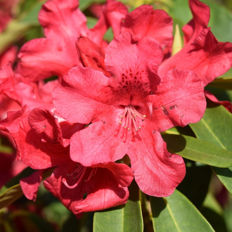 Rhododendron rot