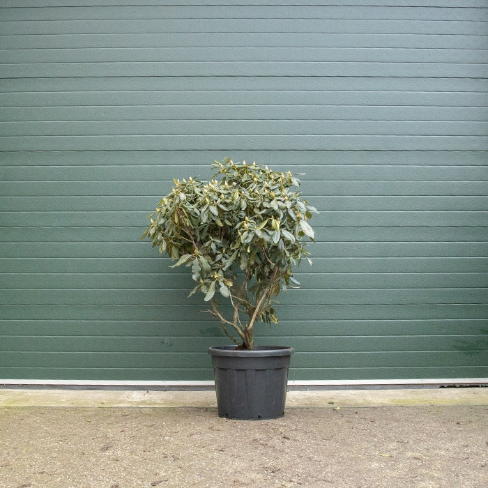 Rhododendron rot