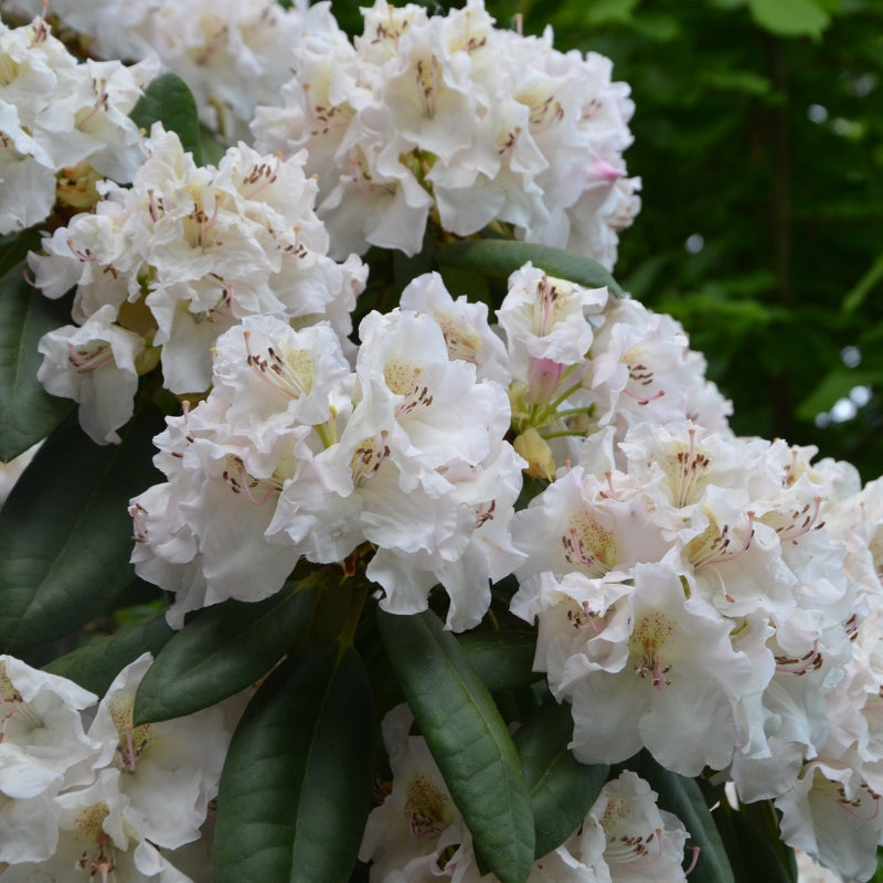 Rhododendron weiß