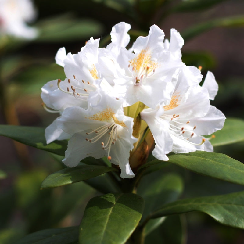 Rhododendron weiß