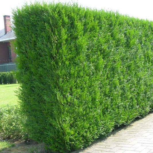 Riesenlebensbaum 'Atrovirens'