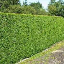 thuja plicata excelsa Riesenlebensbaum 'Excelsa' kaufen | Thuja plicata 'Excelsa'