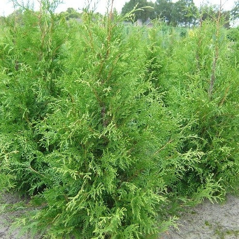 Lebensbaum 'Frieslandia'