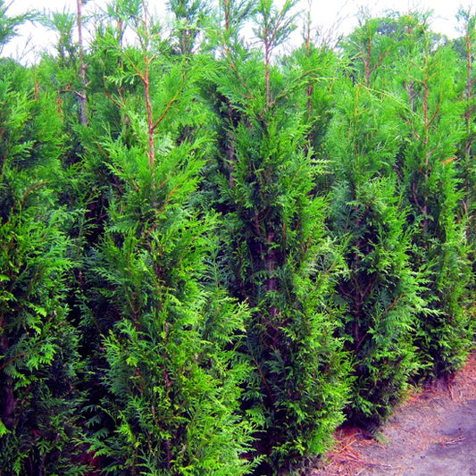 Riesenlebensbaum 'Martin'