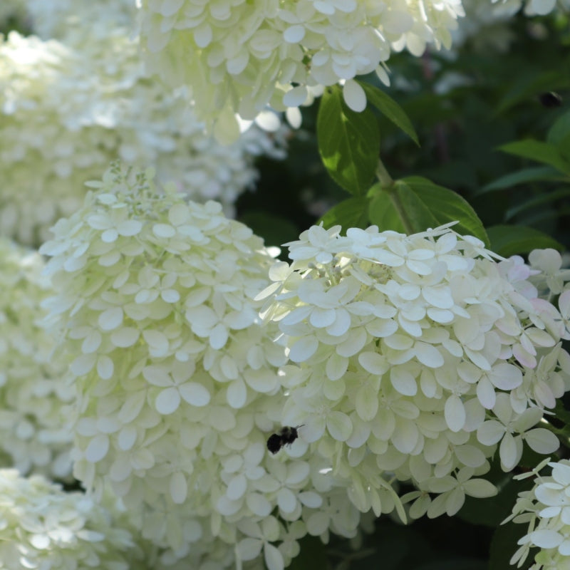 Rispenhortensie 'Grandiflora' kaufen | Hydrangea paniculata 'Grandiflora'