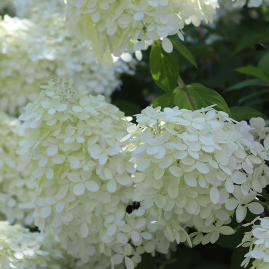 Rispenhortensie 'Grandiflora'