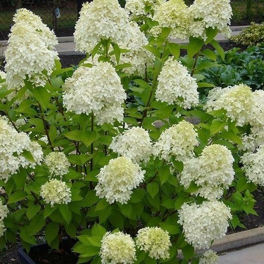 Rispenhortensie 'Limelight'