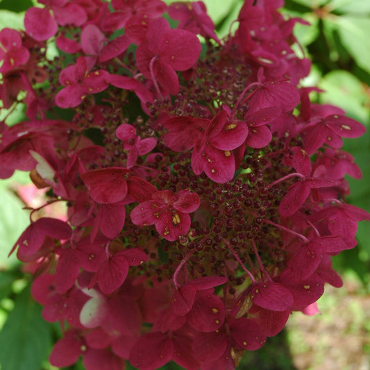 Rispenhortensie ''Wim's Red''