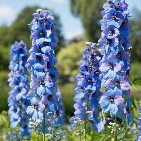 Rittersporn blau kaufen | Delphinium 'Blue Bird'