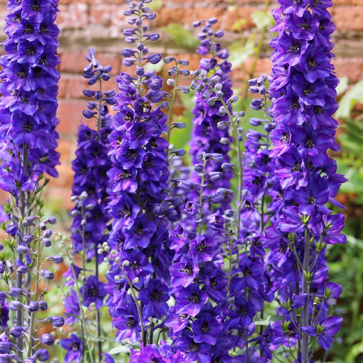 Rittersporn violett-blau