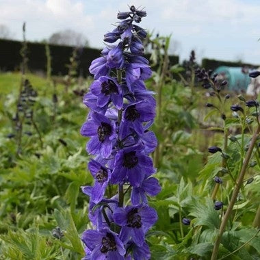 Rittersporn violett-blau