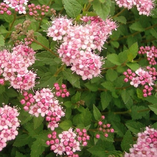 Rosa Zwergspiere