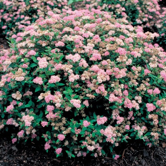 Rosa Zwergspiere
