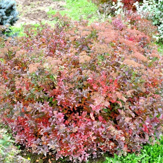 Rosa Zwergspiere