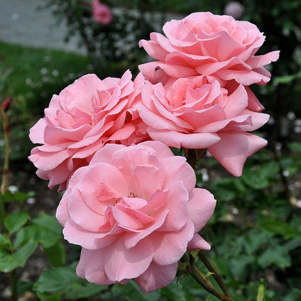 Rosenstrauch rosa