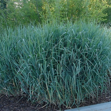 Rutenhirse 'Prairie Sky'