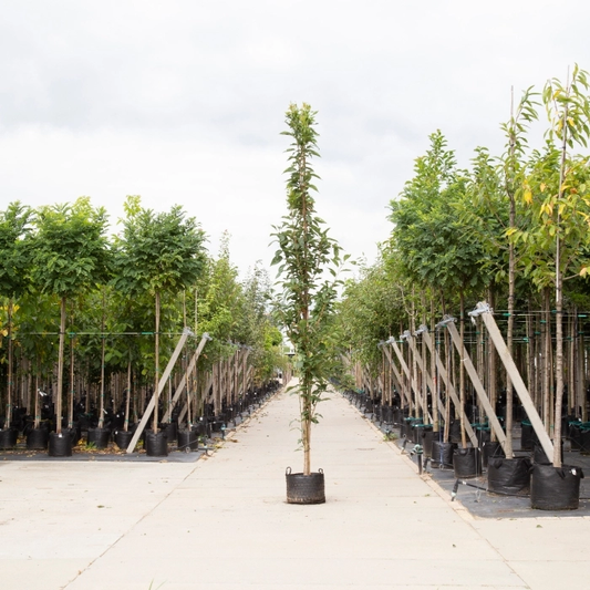 Säulen-Zierkirsche 'Amanogawa'