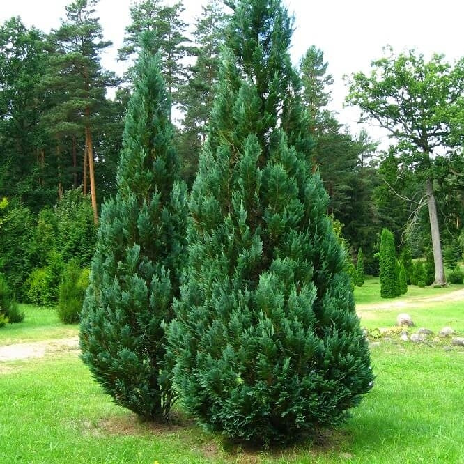 Scheinzypresse 'Columnaris' kaufen | Chamaecyparis lawsoniana 'Columnaris' 