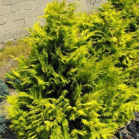 Scheinzypresse 'Golden Wonder'