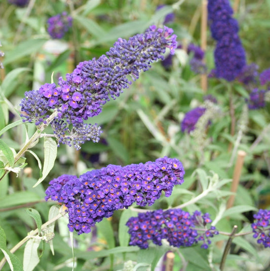 Schmetterlingsstrauch blau-lila