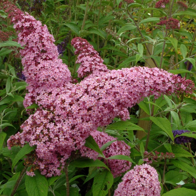 Schmetterlingsstrauch rosa