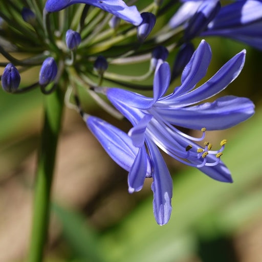 Schmucklilien blau