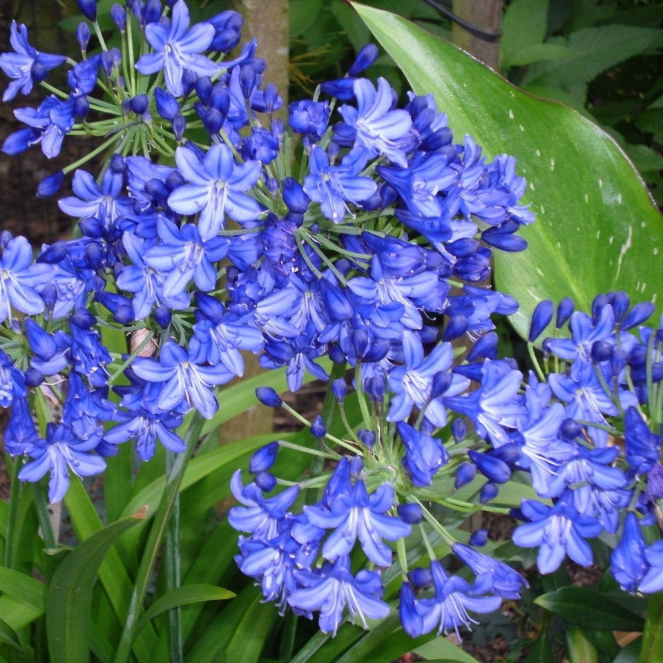 Schmucklilien blau
