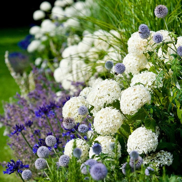 Schneeballhortensie 'Annabelle'