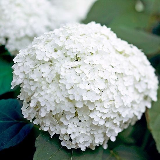 Schneeballhortensie 'Annabelle'