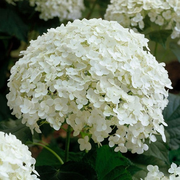Schneeballhortensie 'Annabelle'