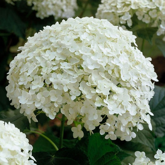Schneeballhortensie 'Annabelle'