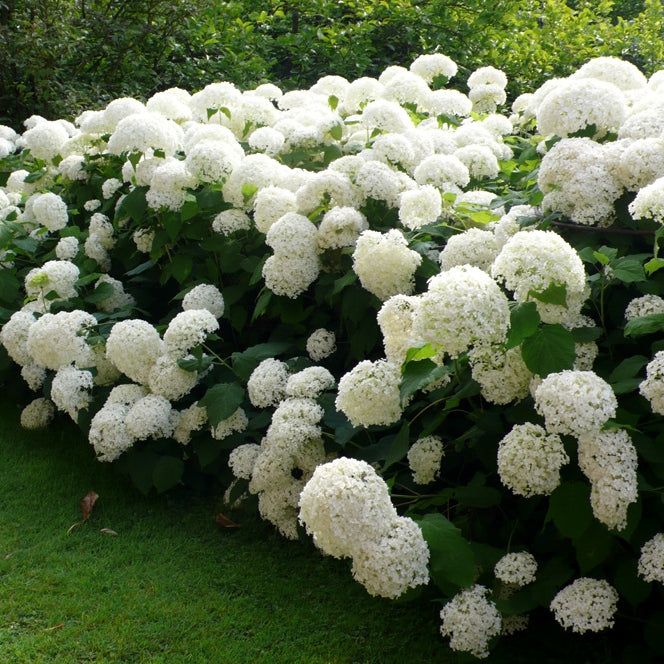 Schneeballhortensie 'Annabelle'