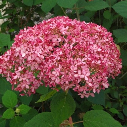 Schneeballhortensie 'Invincibelle'