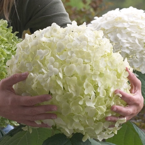 Schneeballhortensie 'Strong Annabelle' kaufen | Hydrangea arborescens  'Strong Annabelle'