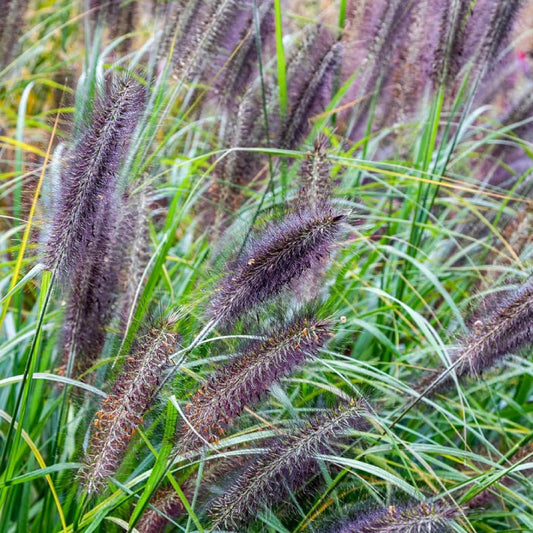 Schwarzes Lampenputzergras