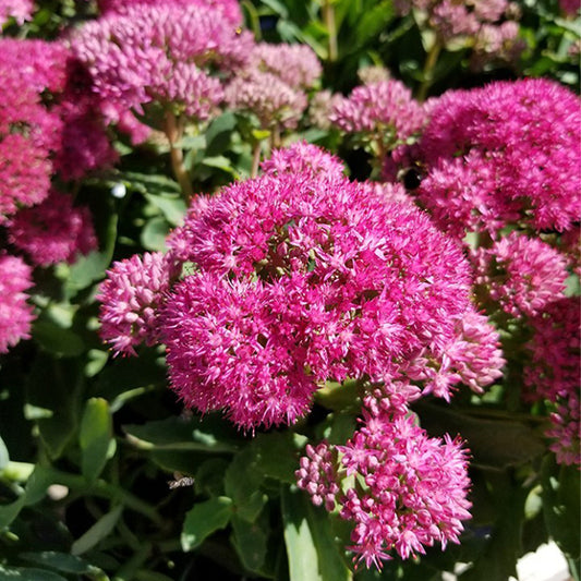 Sedum 'Carl'