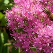 Sedum 'Herbstfreude'