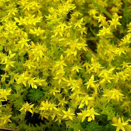 Sedum 'Yellow Queen'